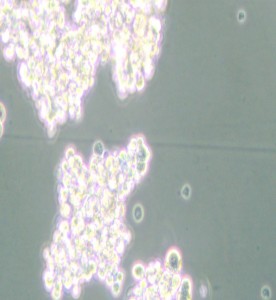 PC-12(High differentiation)大鼠腎上腺嗜鉻細(xì)胞瘤細(xì)胞(高分化)主圖