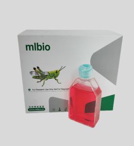 MA-891小鼠乳腺癌高轉(zhuǎn)移細(xì)胞主圖