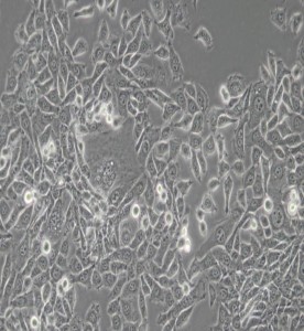 MDA-MB-415人乳腺癌細(xì)胞(L15) 主圖