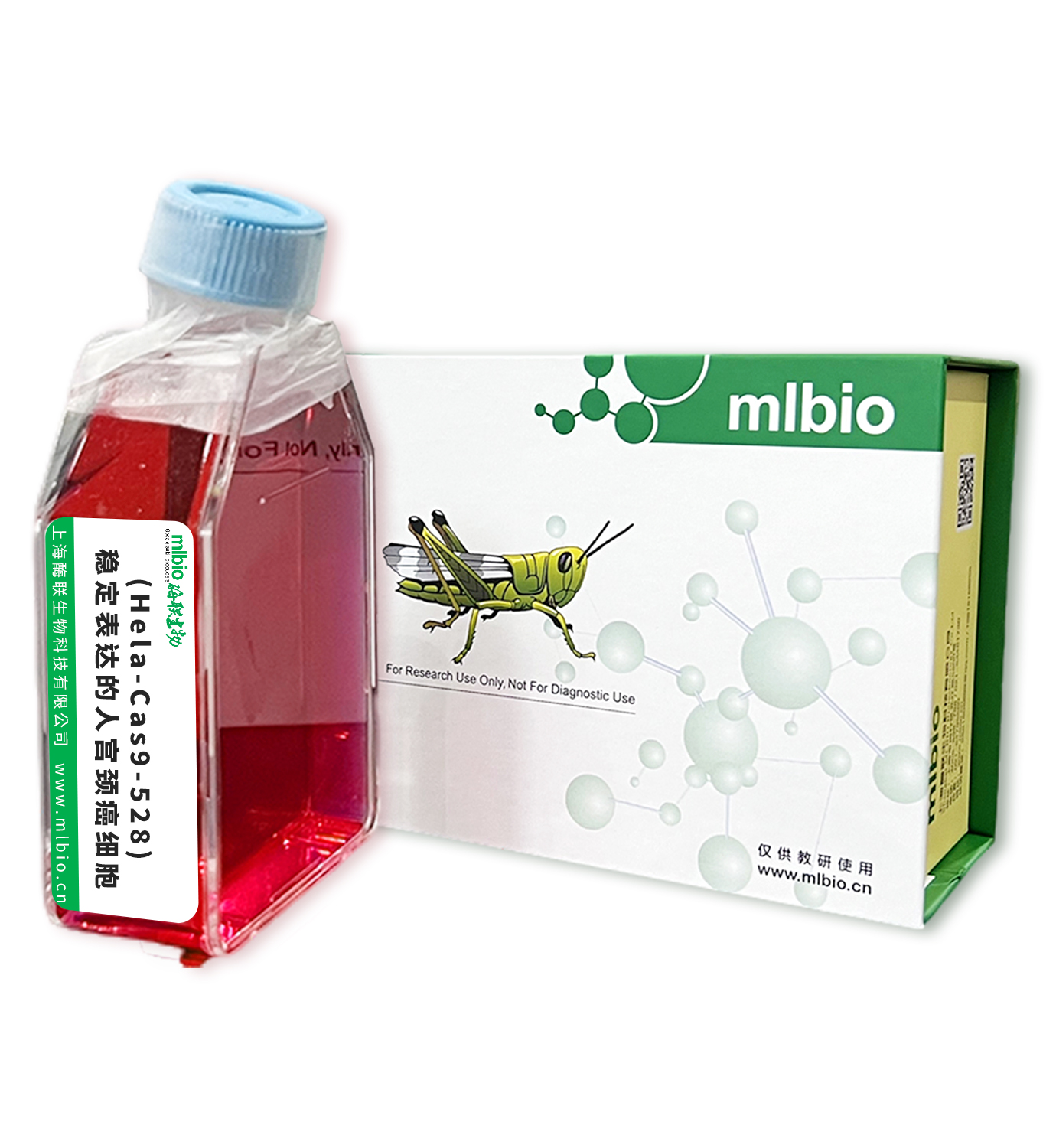 (Hela-Cas9-528)穩(wěn)定表達(dá)的人宮頸癌細(xì)胞主圖