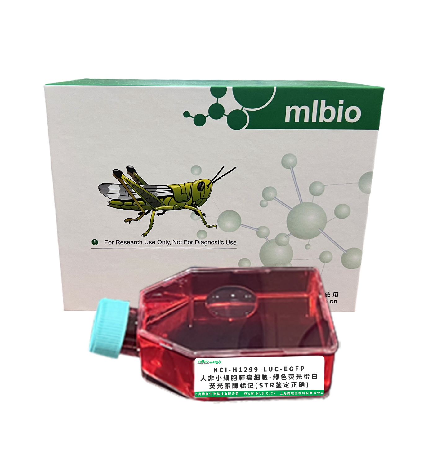NCI-H1299-LUC-EGFP/人非小細胞肺癌細胞-綠色熒光蛋白-熒光素酶標記(STR鑒定正確)主圖